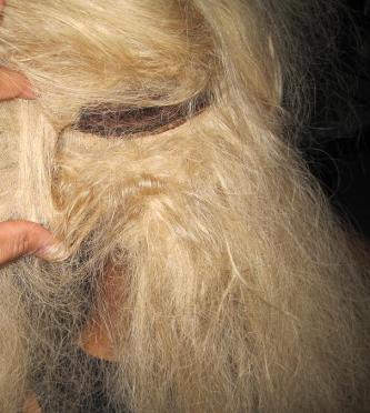 Hair Pix N Jorge 179